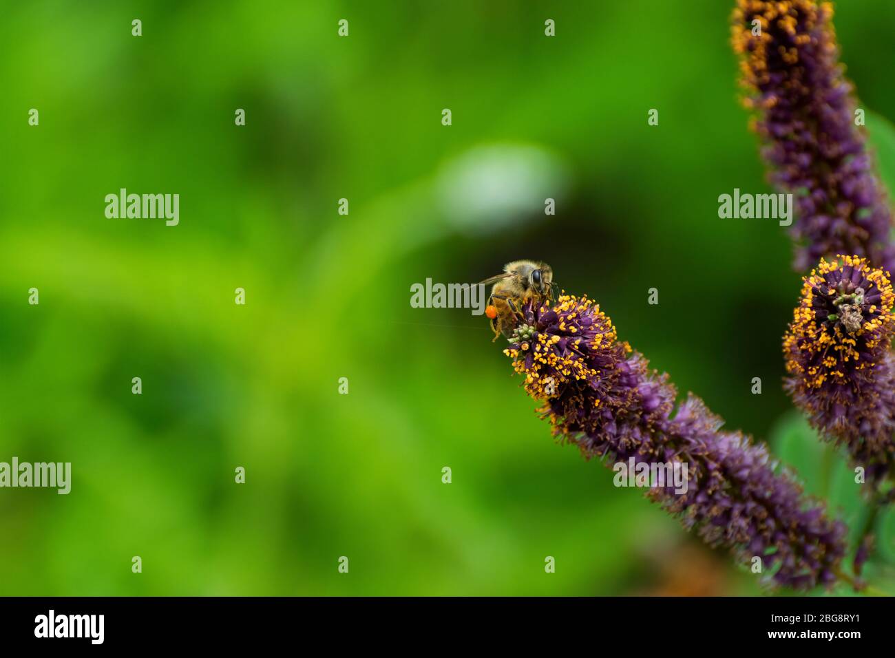 Ape di miele con le sacche gonfie di polline sulle sue gambe posteriori strisciano sopra la cima di un falso fiore di cespuglio indaco mentre impollinando i fiori in un'garde botanica Foto Stock