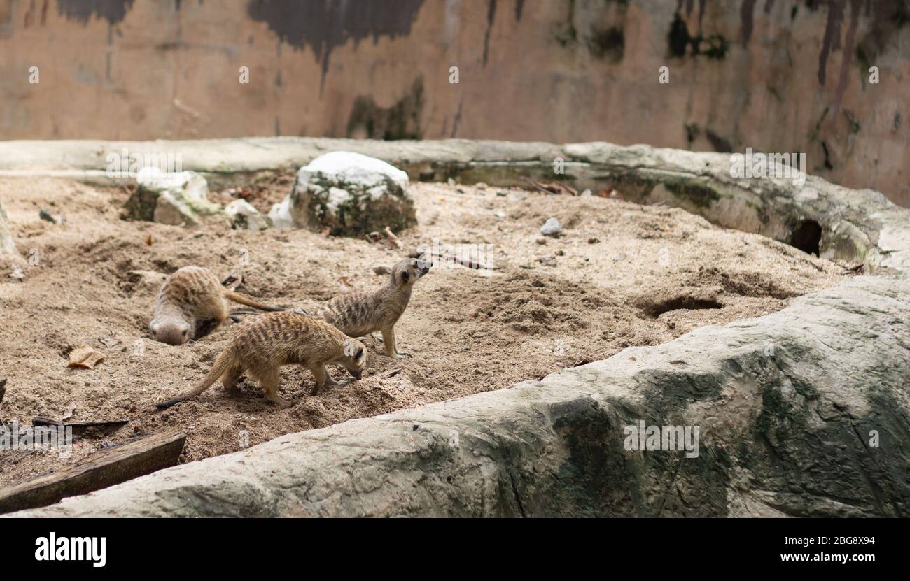 In piedi piccole meerkat allo zoo di fauna animale foto. Foto Stock