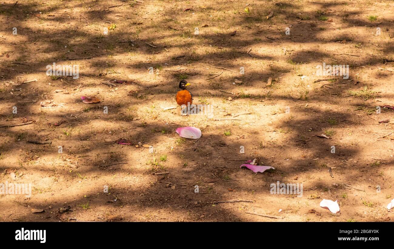 American Robin in piedi sul terreno sotto alberi di ciliegio fiorito nel centro commerciale di Washington Foto Stock