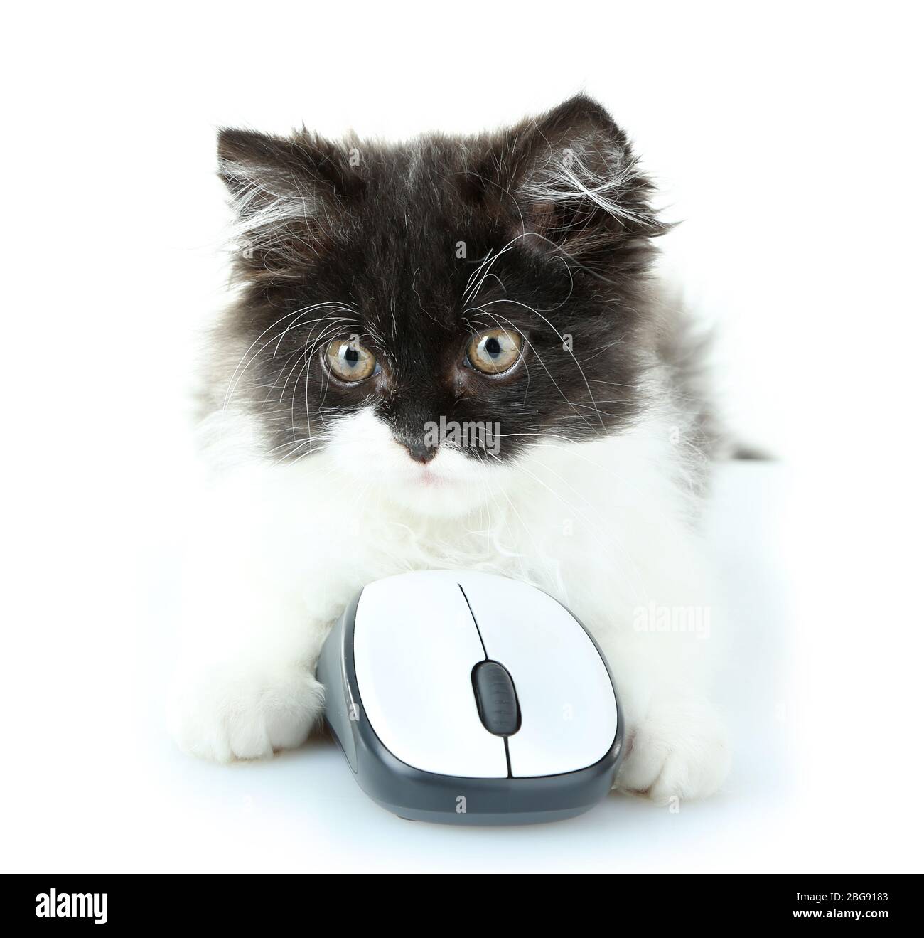 Piccolo gattino carino e mouse per computer, isolato su bianco Foto Stock