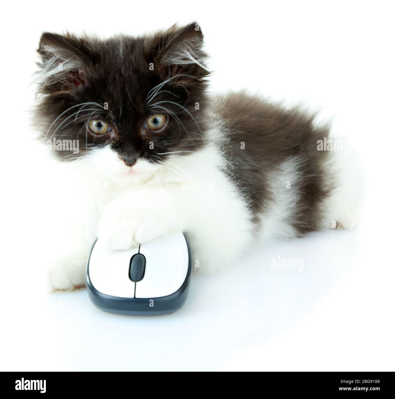 Piccolo gattino carino e mouse per computer, isolato su bianco Foto Stock