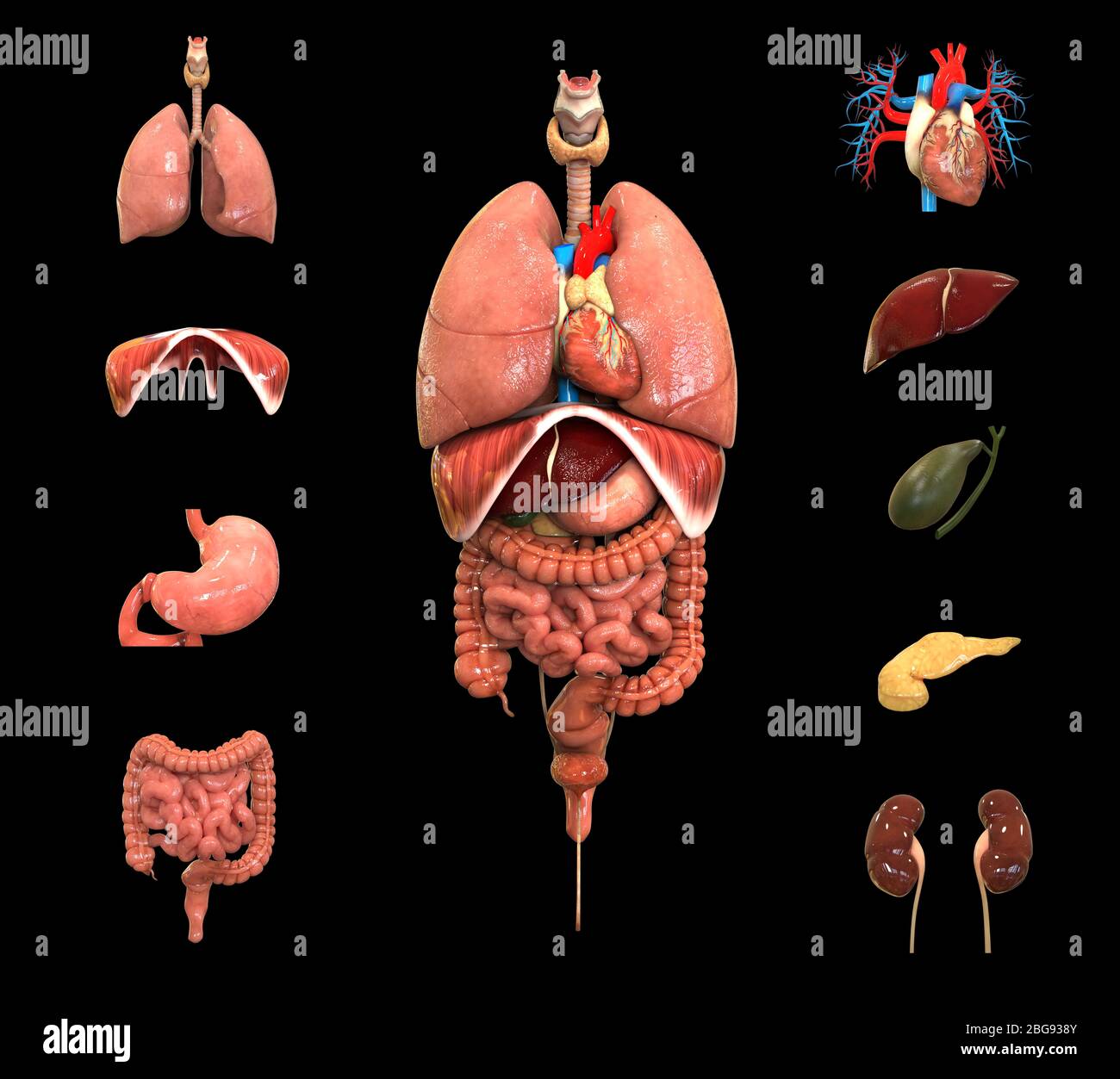 Corpo umano organi interni completi Anatomia Foto Stock