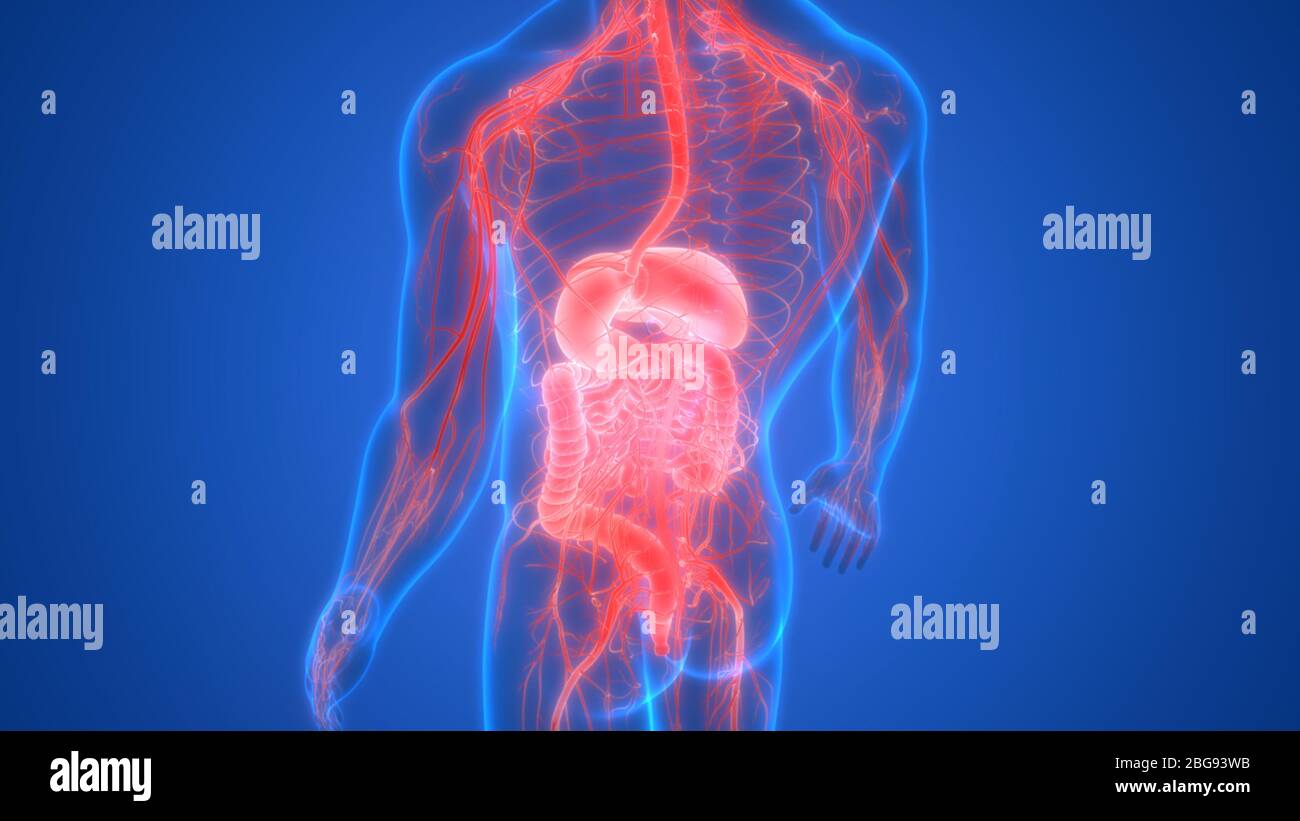 Apparato Digestivo umano anatomia Foto Stock