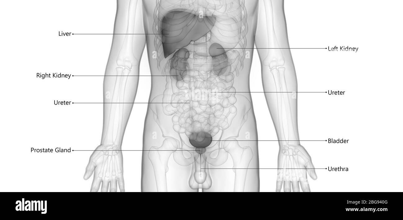 Organi interni umani fegato con Anatomia urinaria Foto Stock