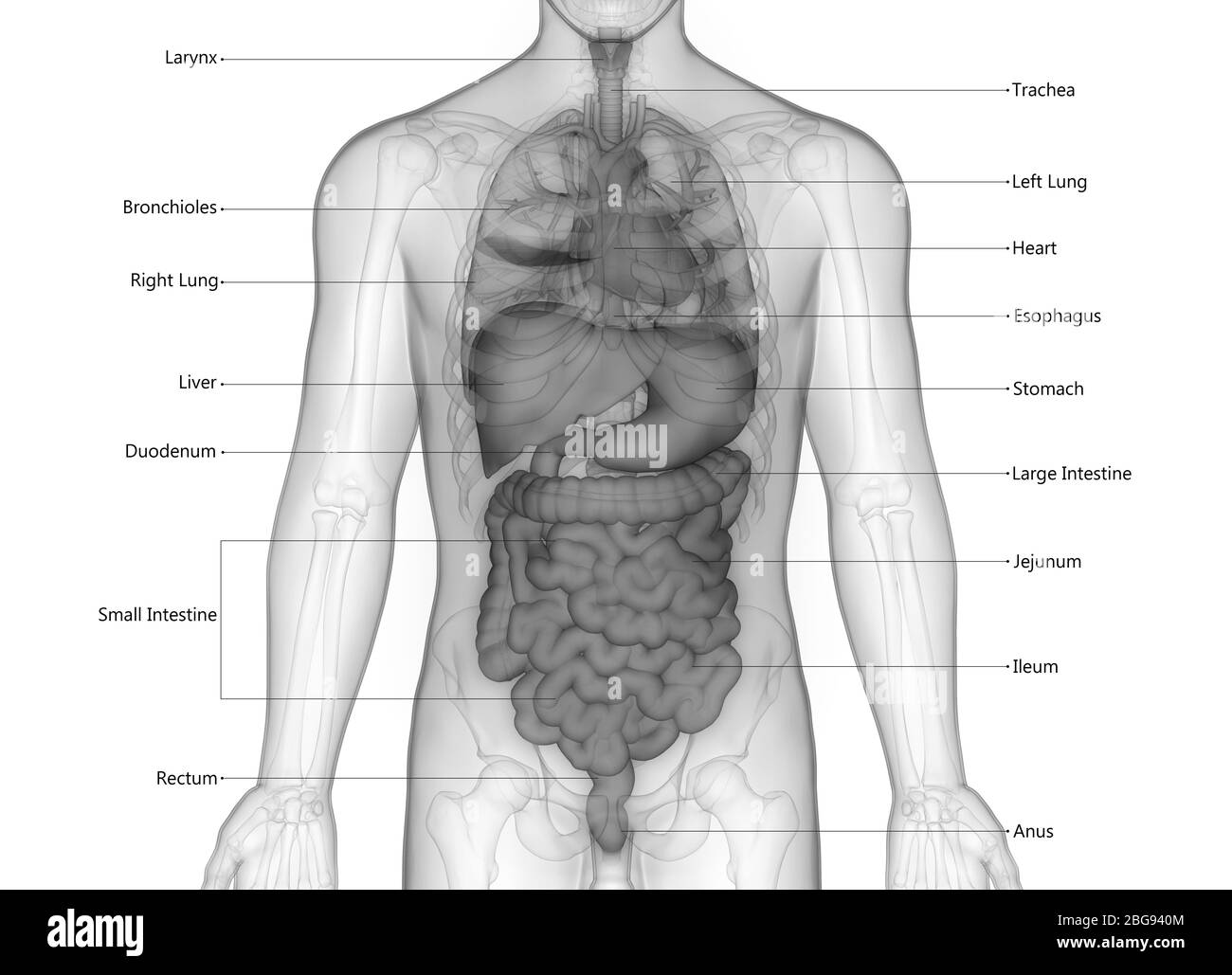 Human organi interni anatomia Foto Stock