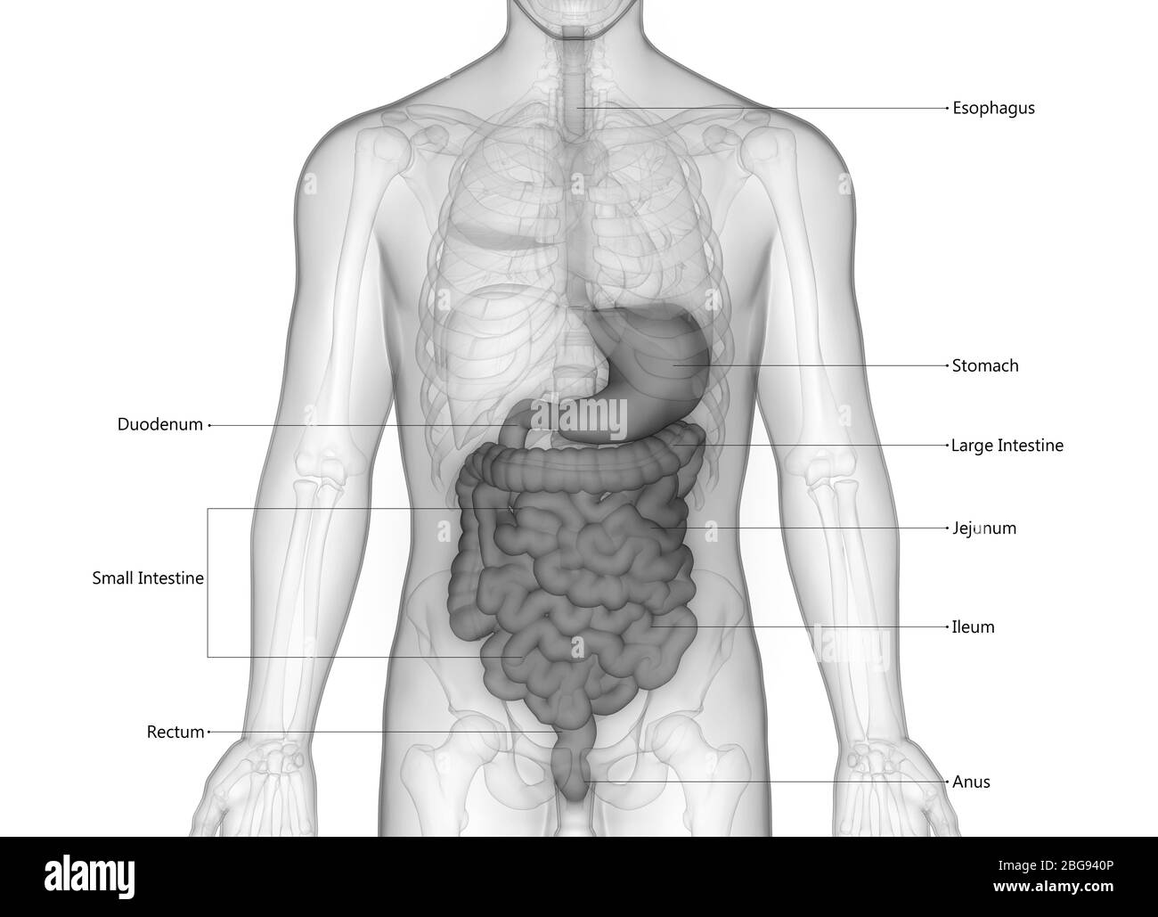 Apparato digerente umano con etichette dettagliate Anatomia Foto Stock