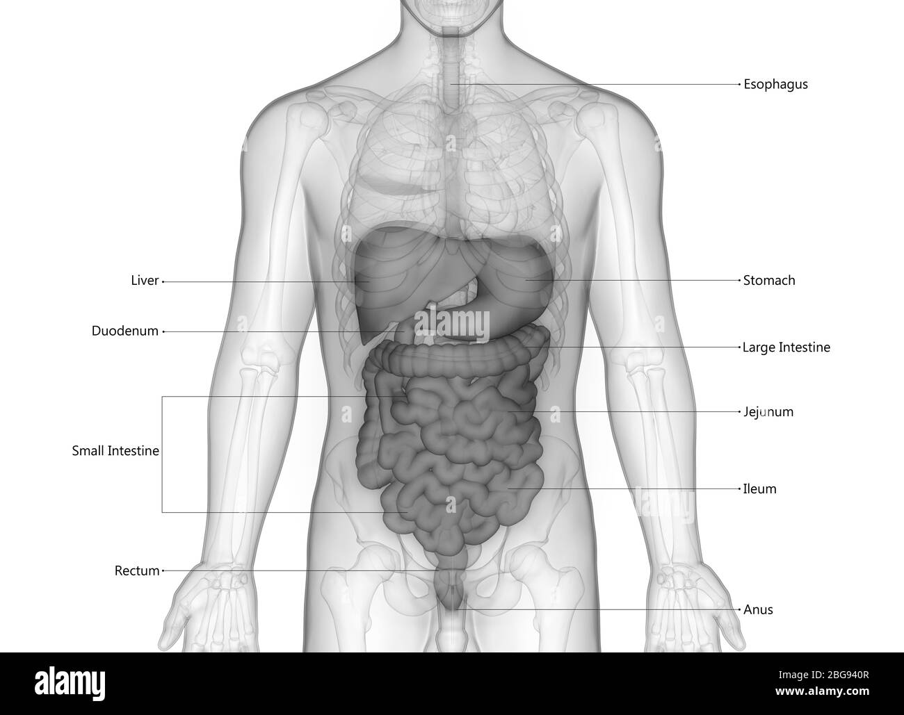 Apparato digerente umano con etichette dettagliate Anatomia Foto Stock