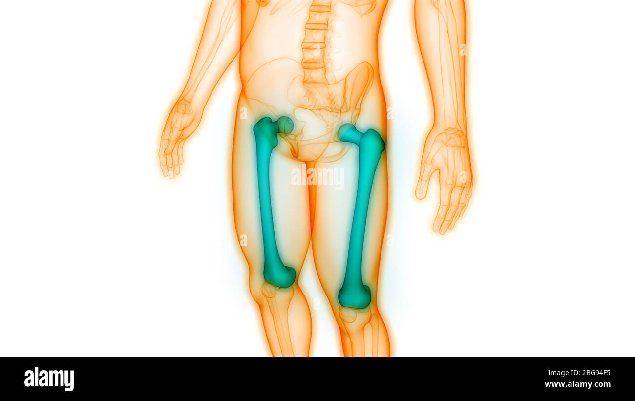 Sistema di scheletro umano giunti ossei femori Anatomia Foto Stock