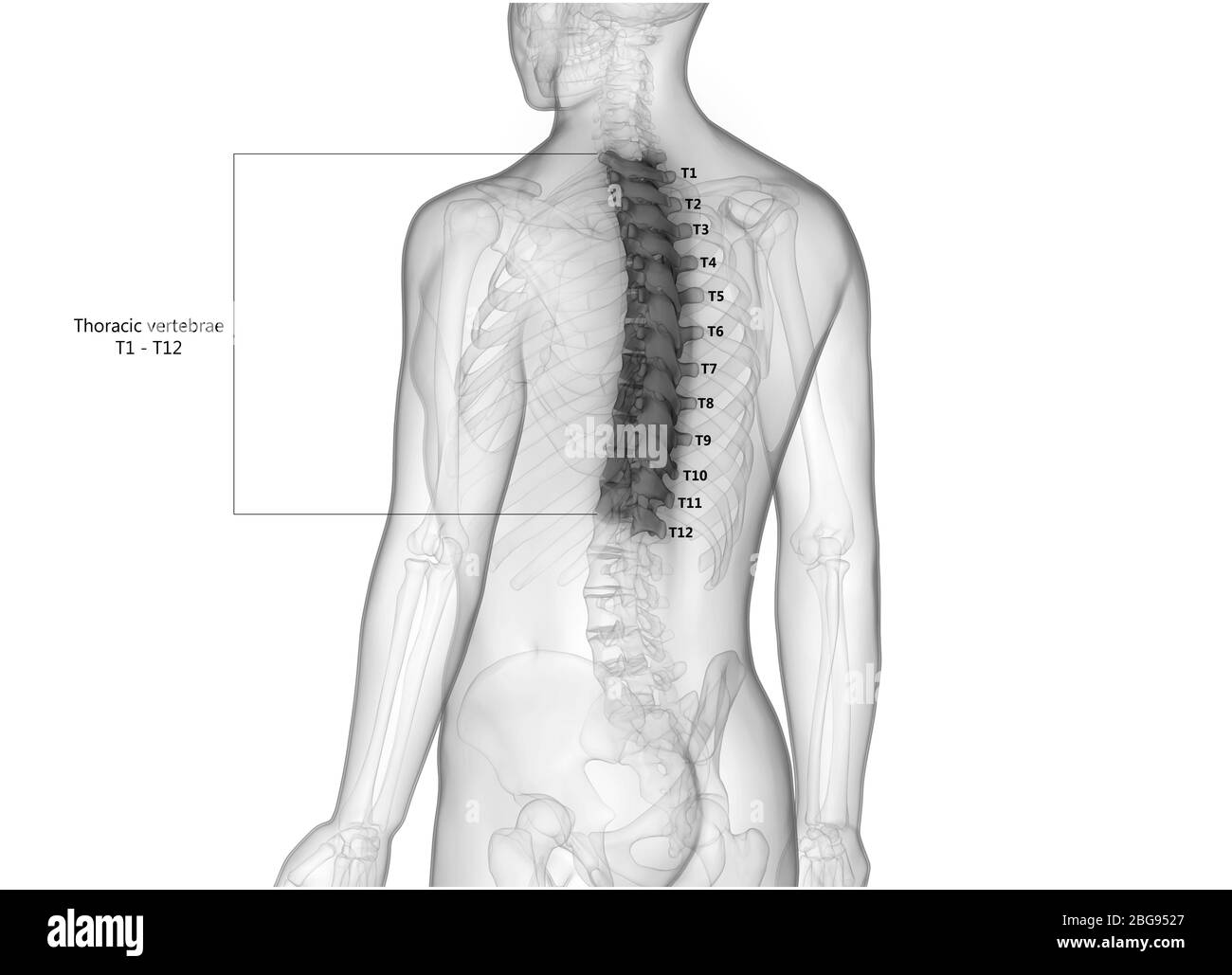 Colonna vertebrale vertebre toraciche del sistema di scheletro umano con etichette dettagliate Anatomia Foto Stock