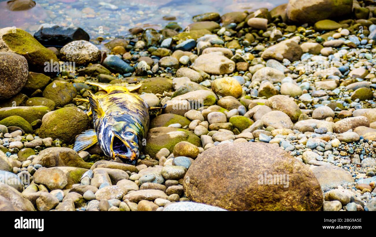 Salmone morto dopo la riproduzione nel fiume Stave durante l'annuale Salmon Run a Hayward Lake vicino a Mission, British Columbia, Canada Foto Stock