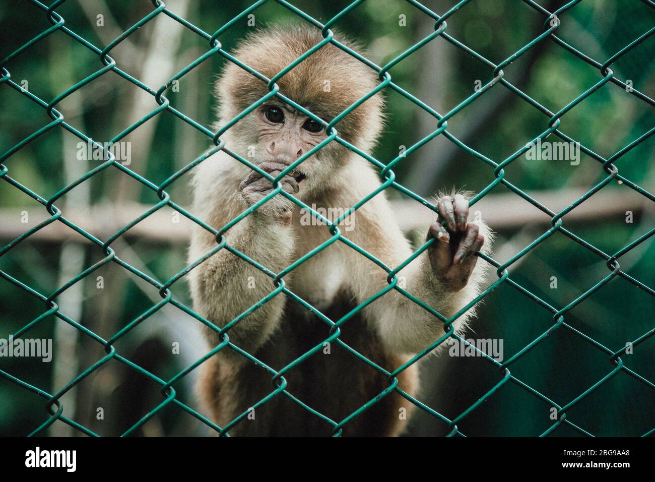 Scimmia Cappuccina in Pilpintuwasi Amazon Orfanotrofio animale nel villaggio Padre Cocha vicino Iquitos, Perù Foto Stock