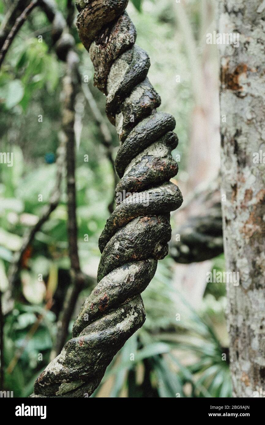 Pianta di ayahuasca (o vite di yagé Banisteriopsis caapi) nella foresta pluviale amazzonica del Perù Foto Stock