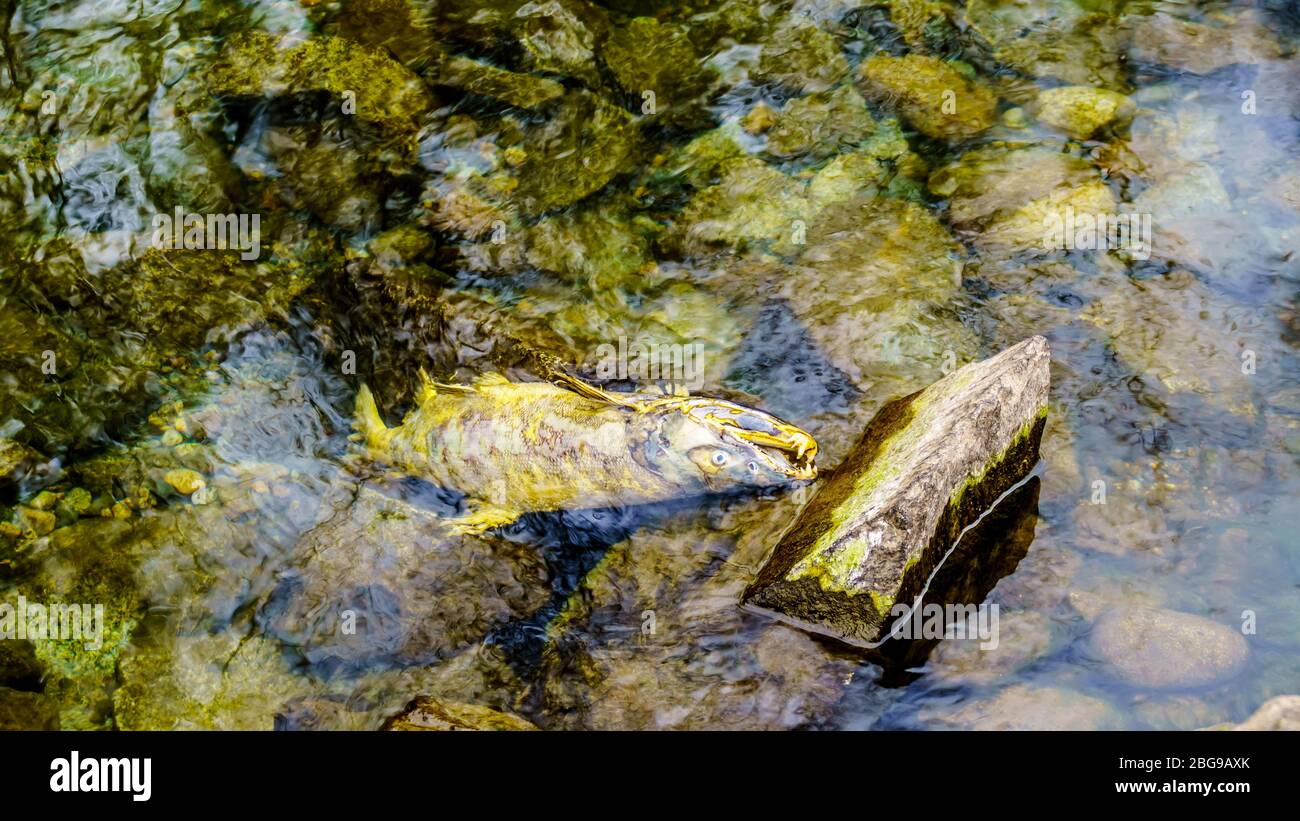 Salmone morto dopo la riproduzione nel fiume Stave durante l'annuale Salmon Run a Hayward Lake vicino a Mission, British Columbia, Canada Foto Stock