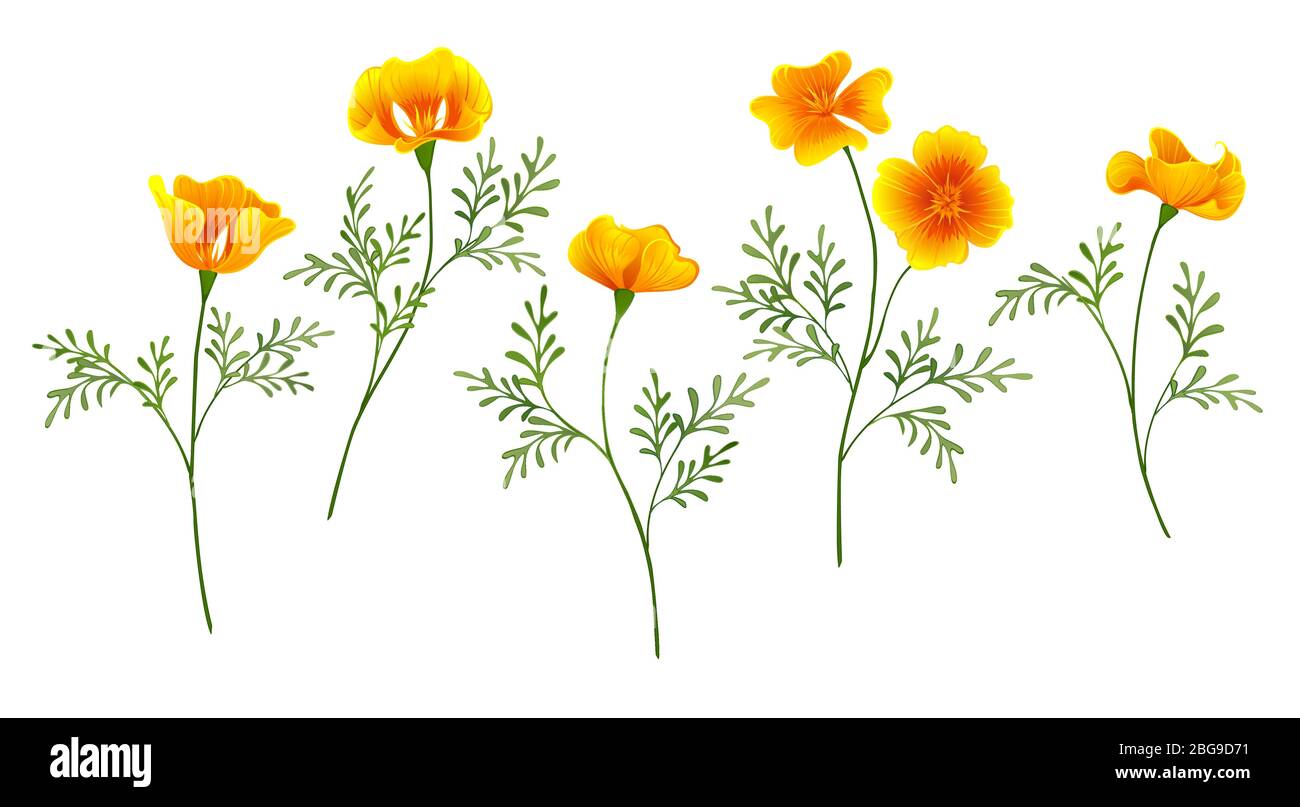 Set di fiori gialli dorati California Poppy su sfondo bianco isolato. Illustrazione Vettoriale