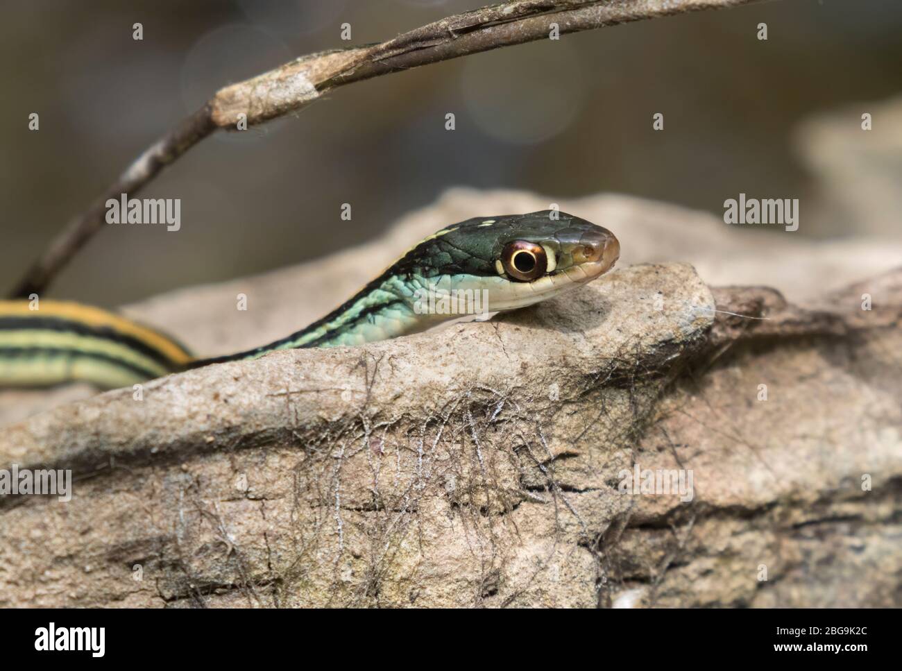 Thamnophis sauritus sauritus, il serpente a nastro orientale o comune serpente a nastro primo piano Foto Stock