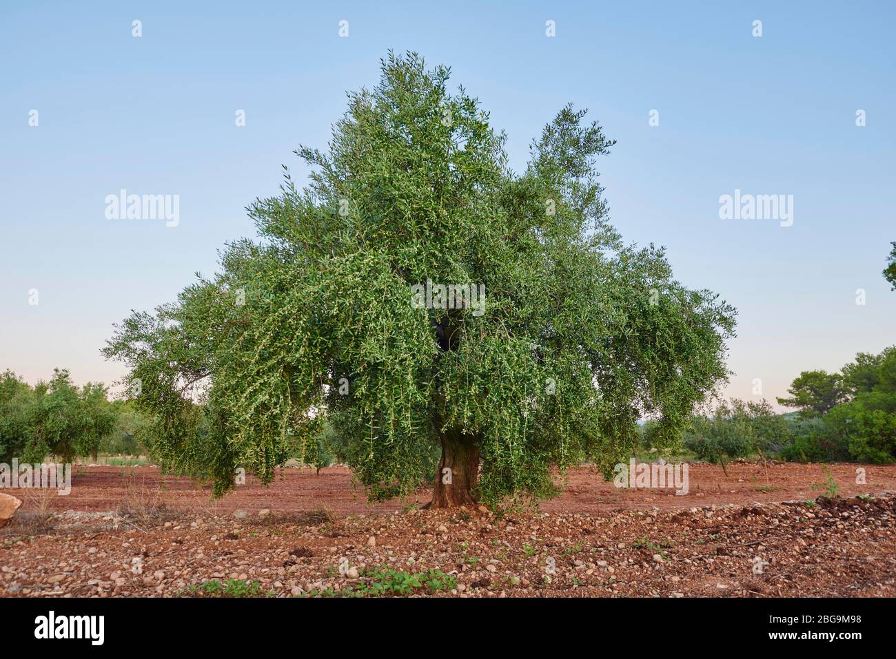 Olivo europeo (Olea europaea), Catalogna, Spagna Foto Stock