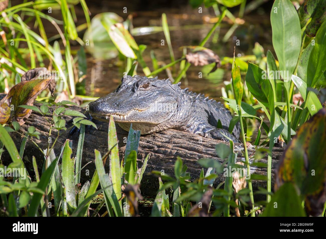 L'alligatore americano giovanile (Alligator mississippiensis) si trova su un tronco di albero sulla riva del fiume, sorgente d'acqua fresca Wakulla Springs, Wakulla Foto Stock