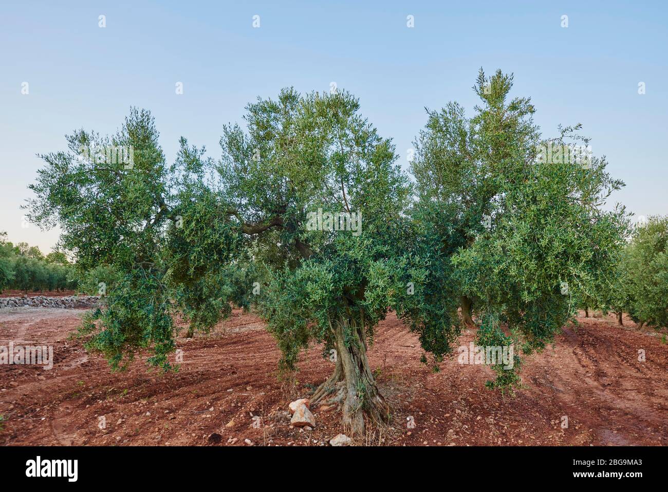 Olivo europeo (Olea europaea), Catalogna, Spagna Foto Stock