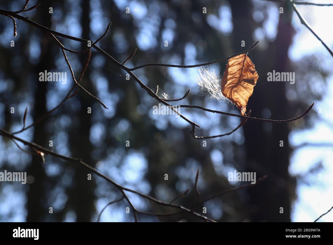 Immagine astratta della vecchia foglia e fiuto su ramoscelli di albero in luce posteriore Foto Stock