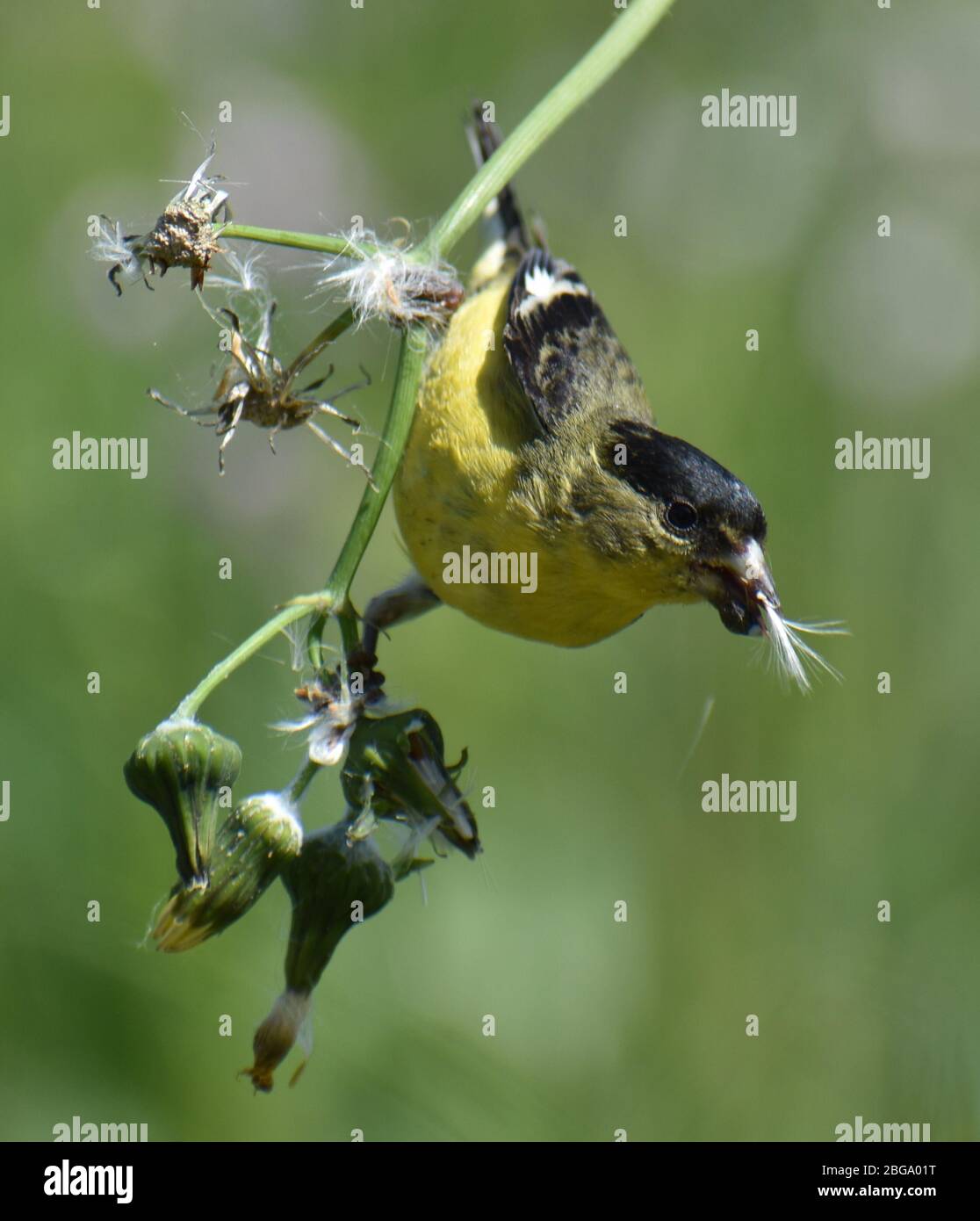 Un maschio americano goldfinch (Spinus tristis) si nutre dei semi di una pianta di erbacce su Struve Slough in California. Foto Stock