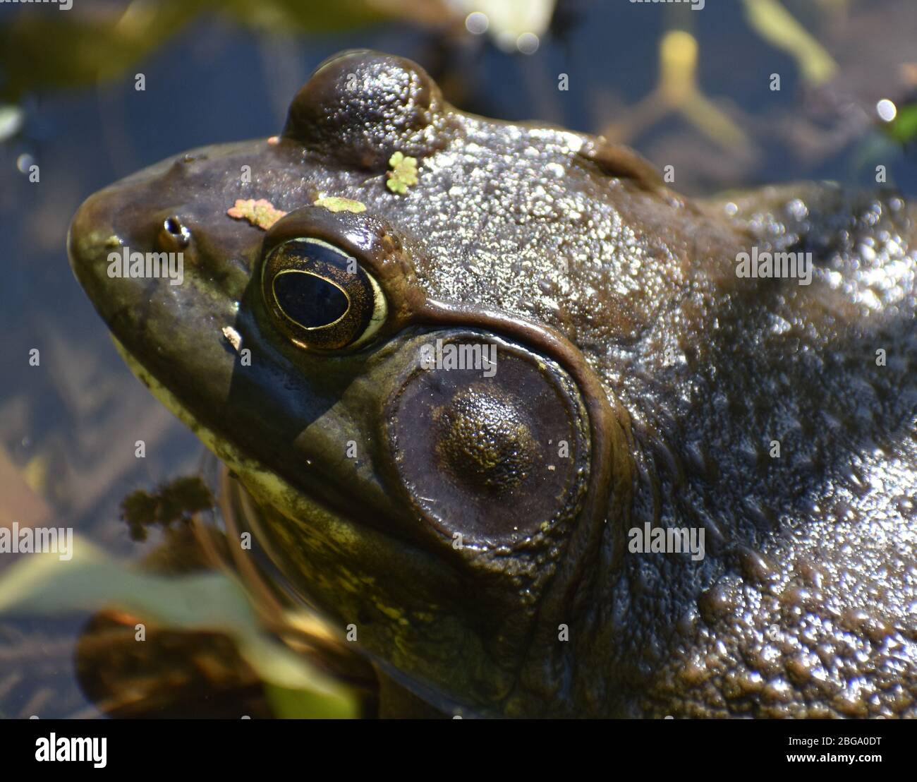 Primo piano di un maschio americano Bullfrog (Lithobates catesbeianus), che mostra il timpano prominente. Preso al bordo di Watsonville Slough in California Foto Stock