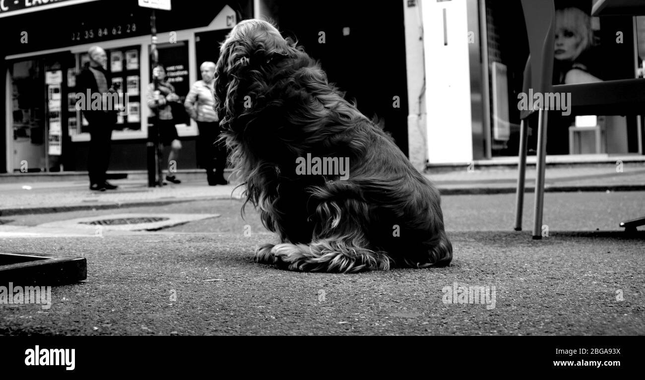 Silhouette del cane sulla strada. Foto Stock
