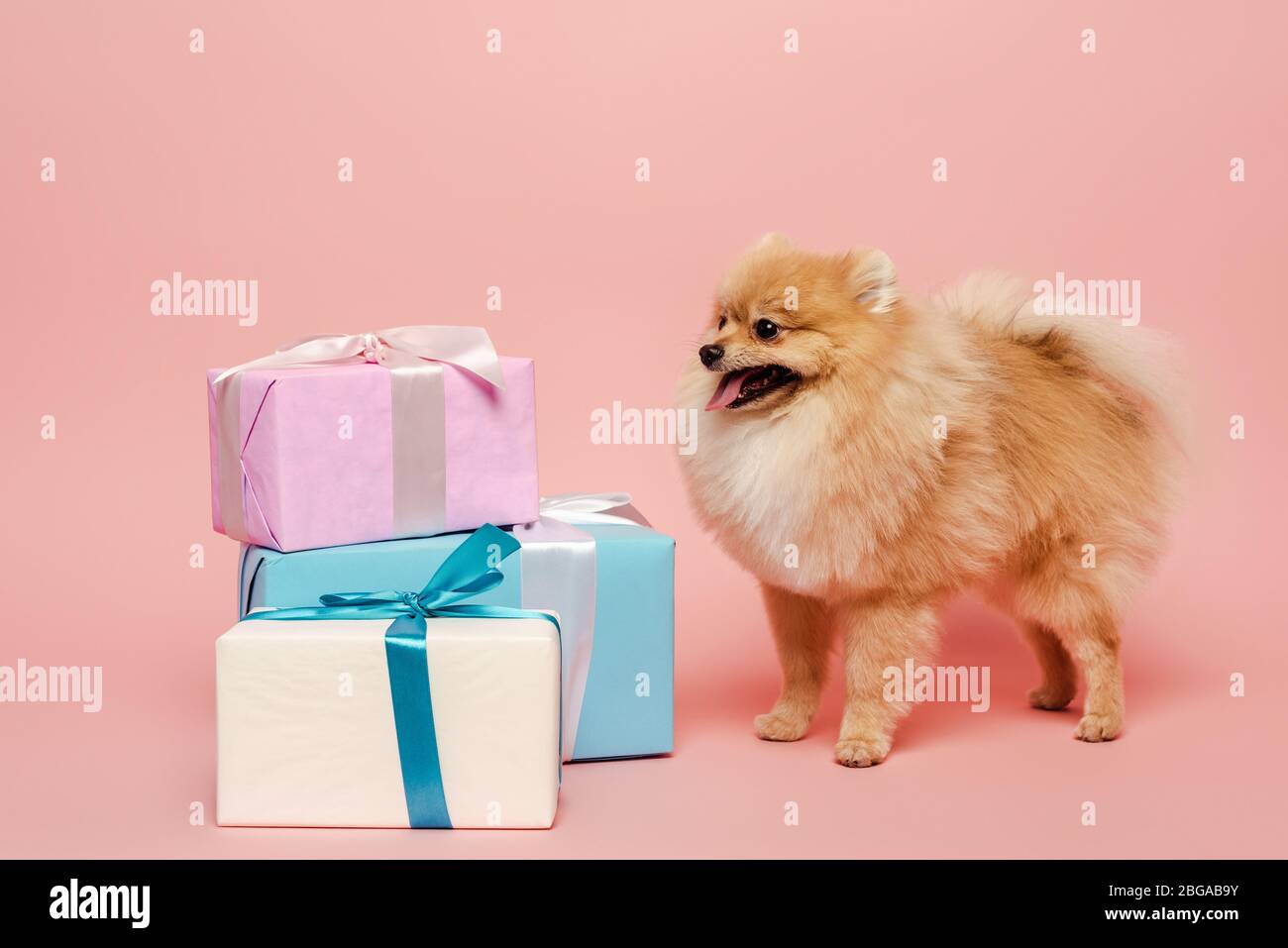 cute pomeranian spitz cane con regali di compleanno su rosa Foto stock -  Alamy