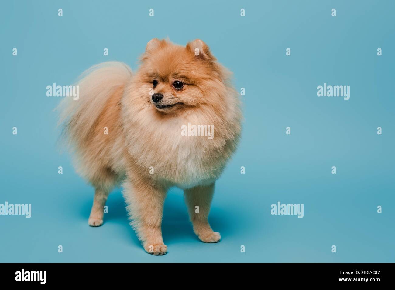 adorabile piccolo cane pomerano spitz su blu Foto Stock