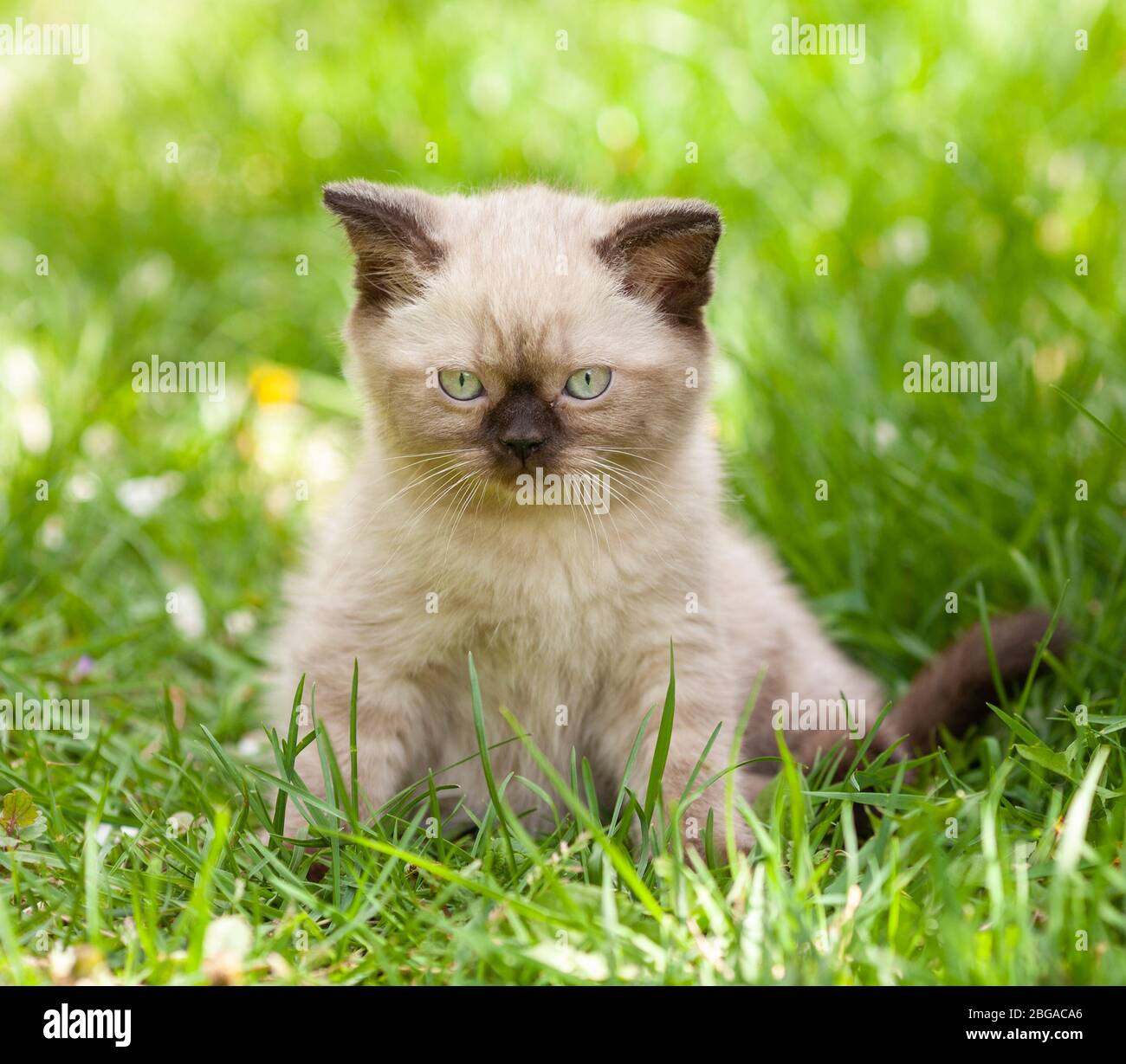 Piccolo gattino di sigillo posto in un prato nel giardino estivo Foto Stock