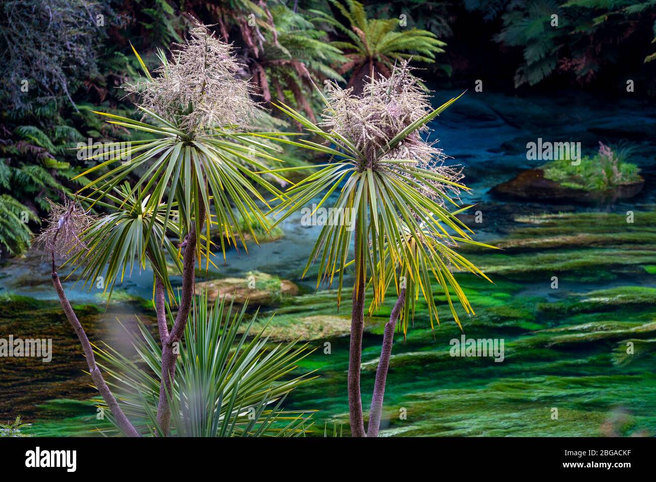 Blue Spring, la Walkway di te Waihou, Nuova Zelanda Foto Stock