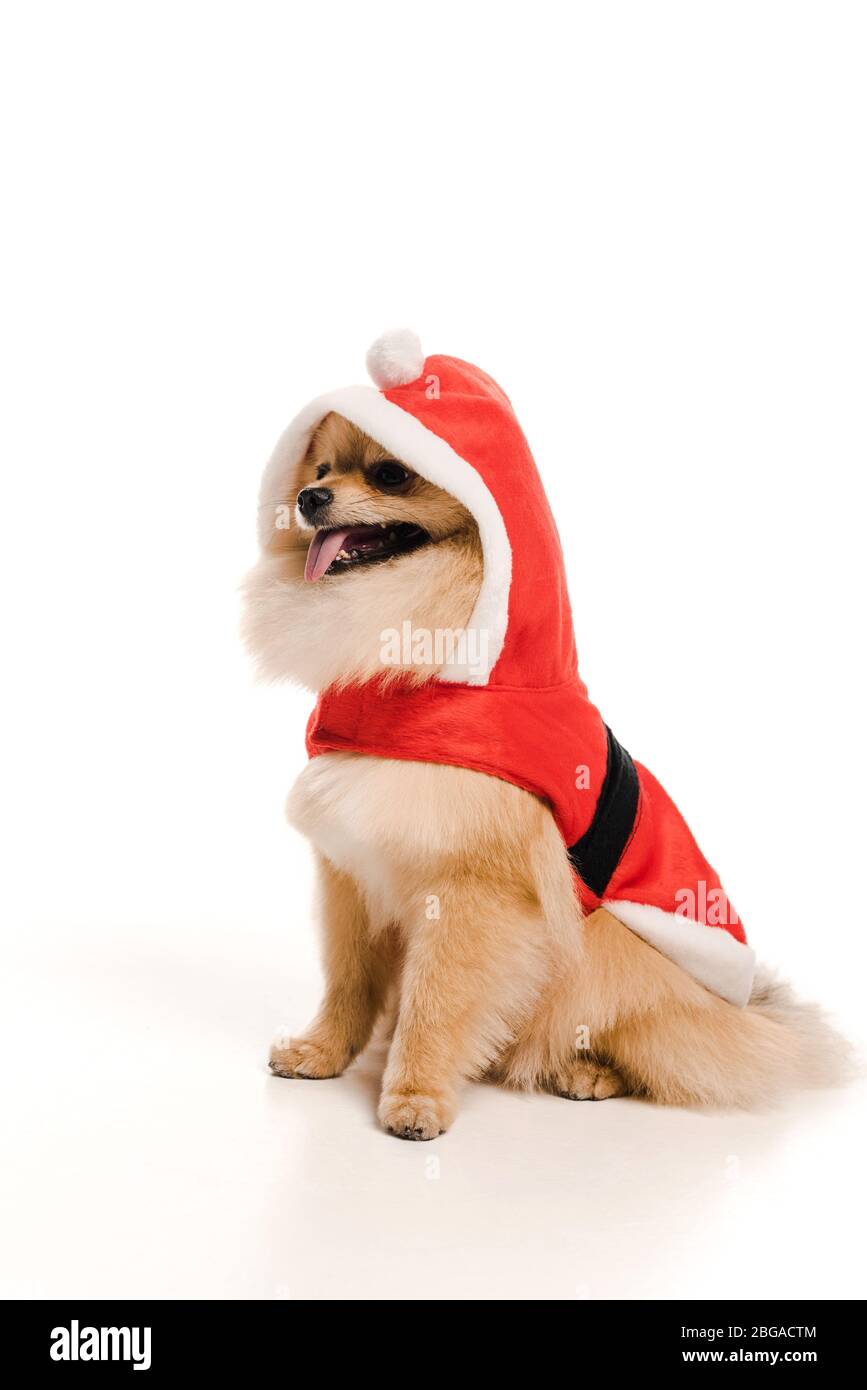 Una Foto In Bianco E Nero Di Un Cane Che Indossa Un Cappello Di Babbo Natale Pagina Da Colorare Per Bambini 378975122