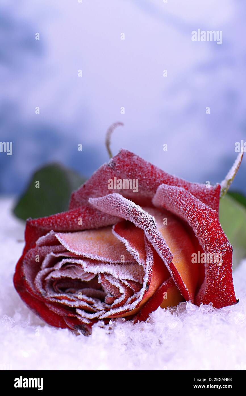 Rosa coperta con gelo primo piano Foto Stock