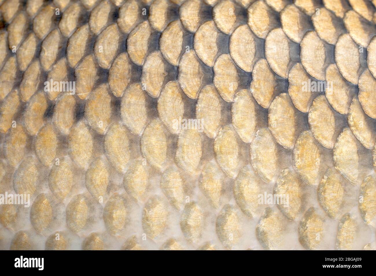 Pesce carpa selvatica squame texture. Scale di pesci d'oro. Collezione foto pesca carpa. Foto Stock