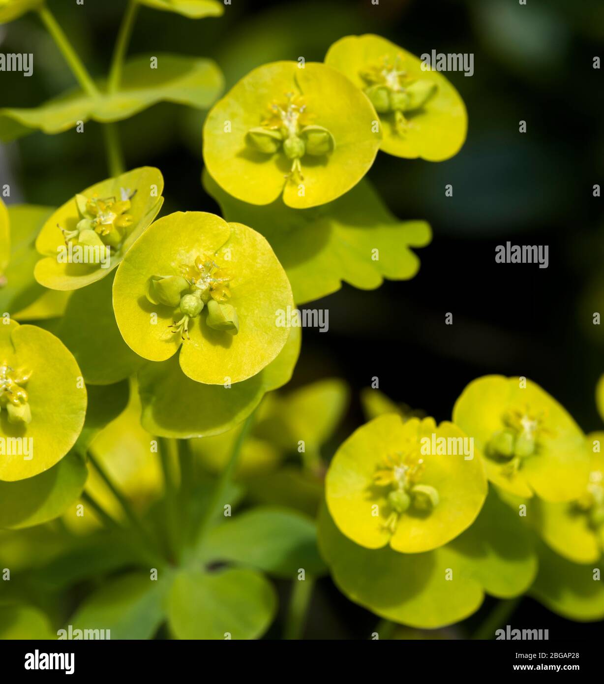 Euphorbia anche conosciuta come sprurge Foto Stock