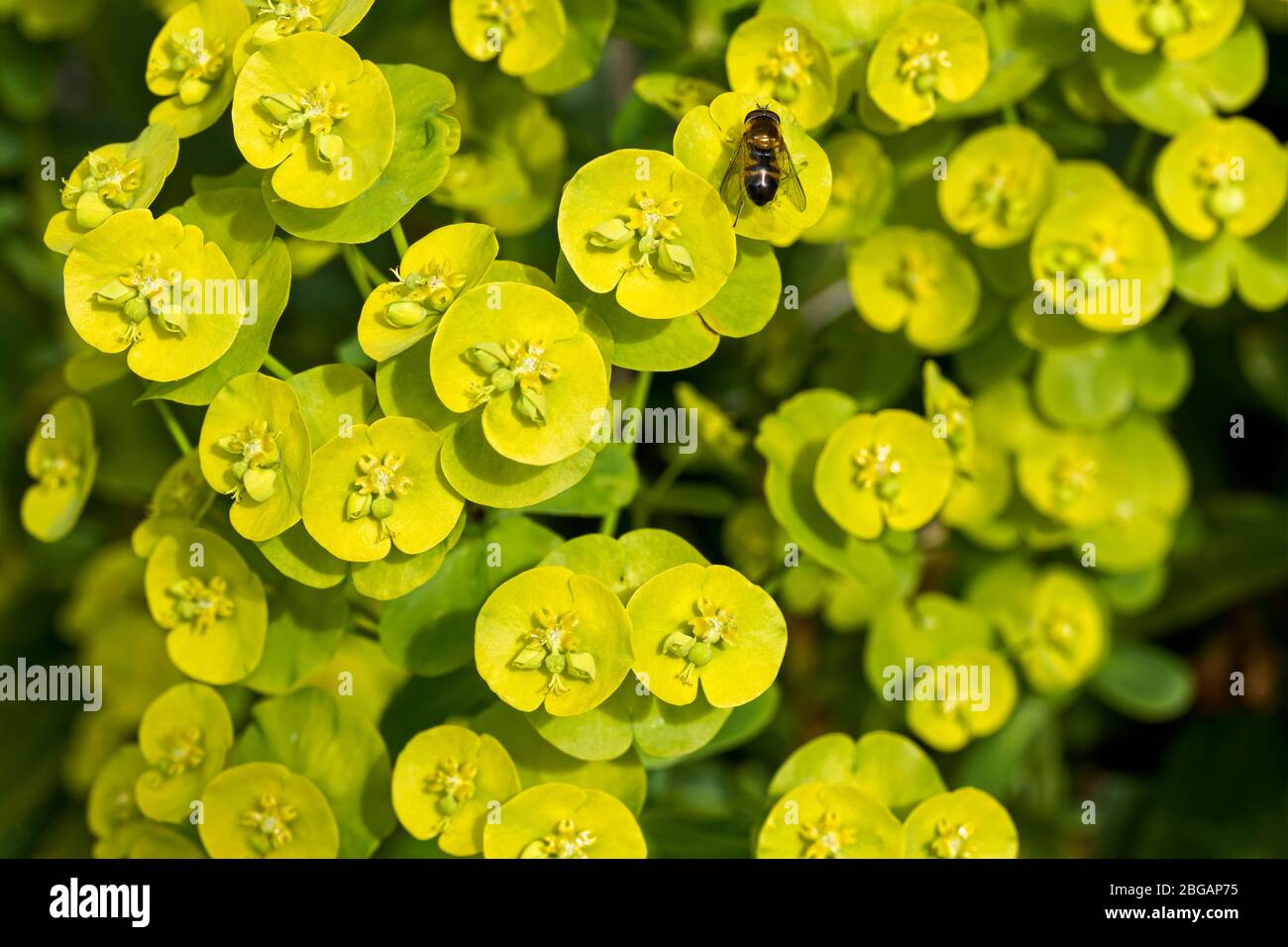 Euphorbia anche conosciuta come sprurge Foto Stock