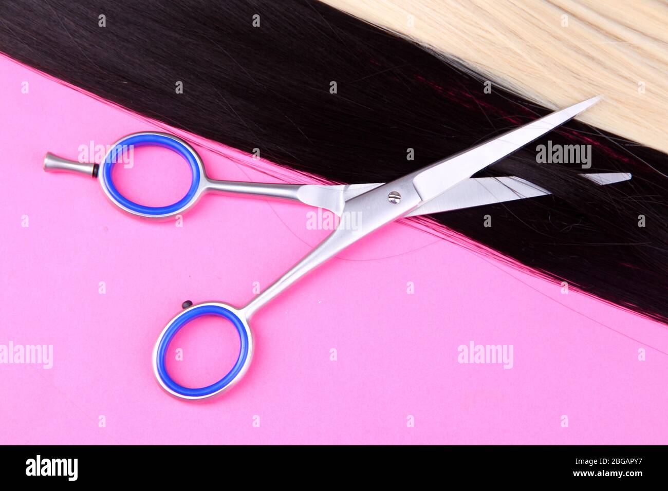 Lunghi capelli neri e biondi con forbici su fondo rosa Foto Stock