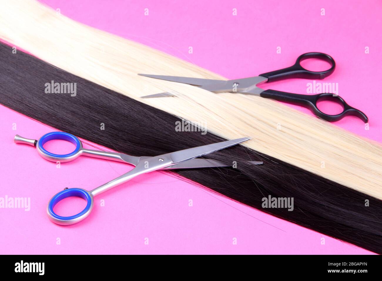 Lunghi capelli neri e biondi con forbici su fondo rosa Foto Stock