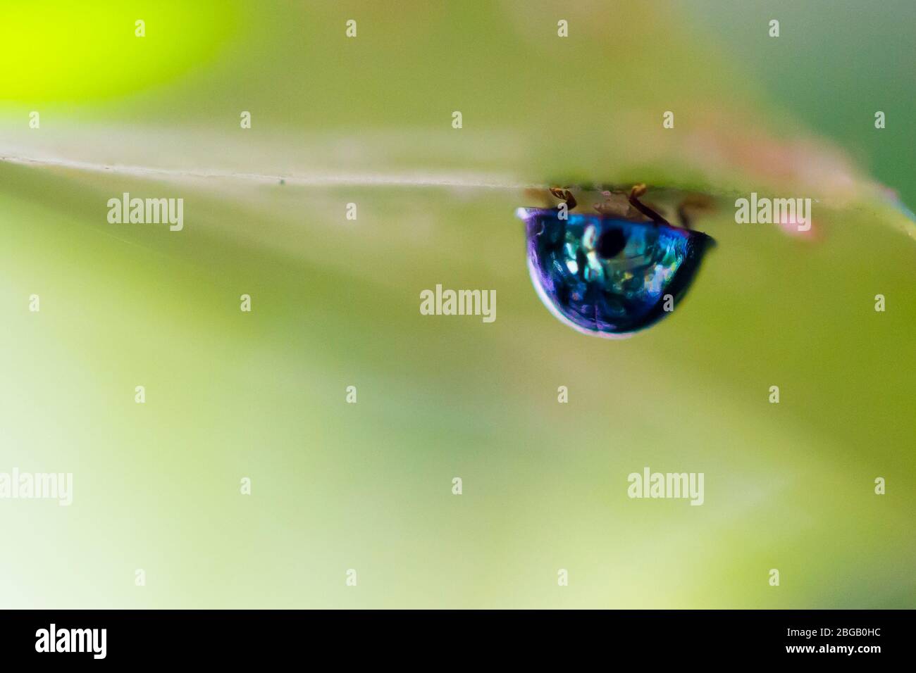 Steelblue Ladybird, Halmus Calybeus Foto Stock