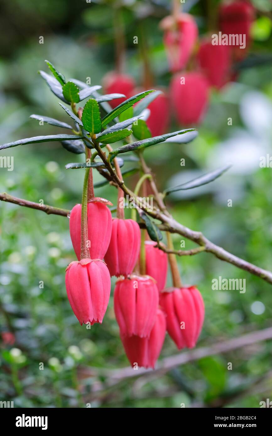 Fiori di Crimson di hookerianum di crinodendron, lanterna del Cile, lanterna cilena Foto Stock