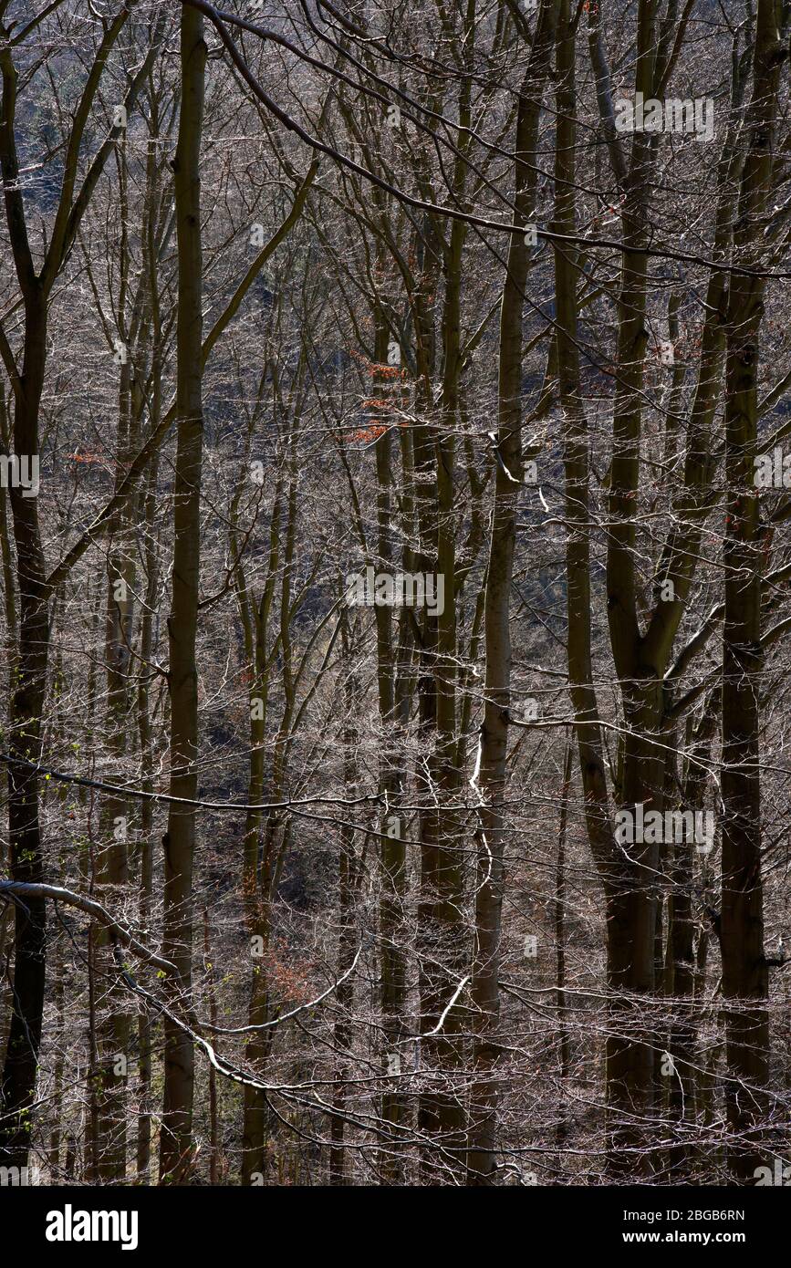 Foresta di faggi primaverili, Karlovy Vary, Repubblica Ceca Foto Stock