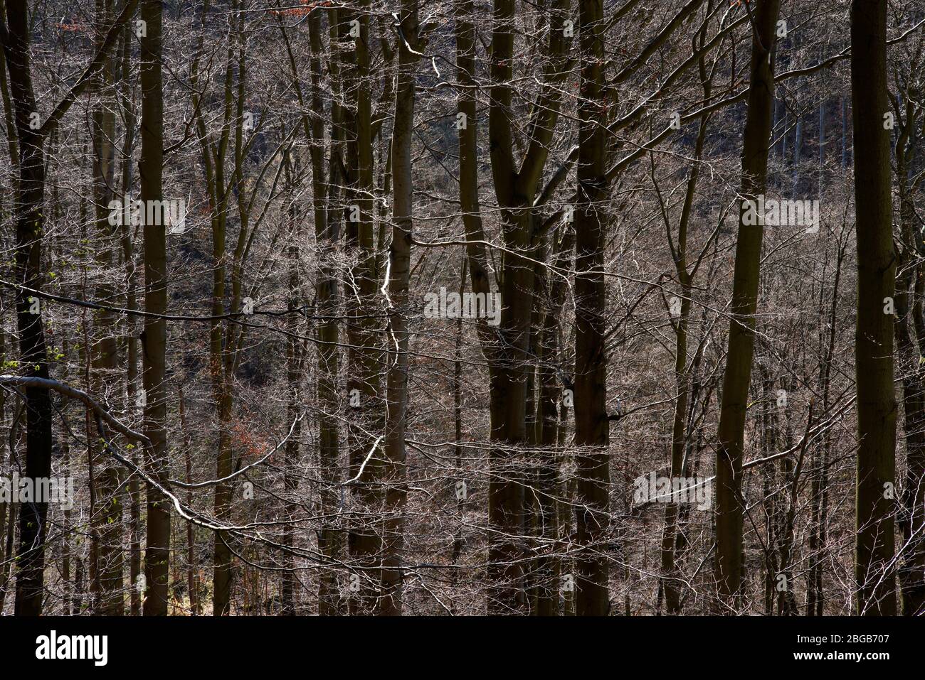 Foresta di faggi primaverili, Karlovy Vary, Repubblica Ceca Foto Stock