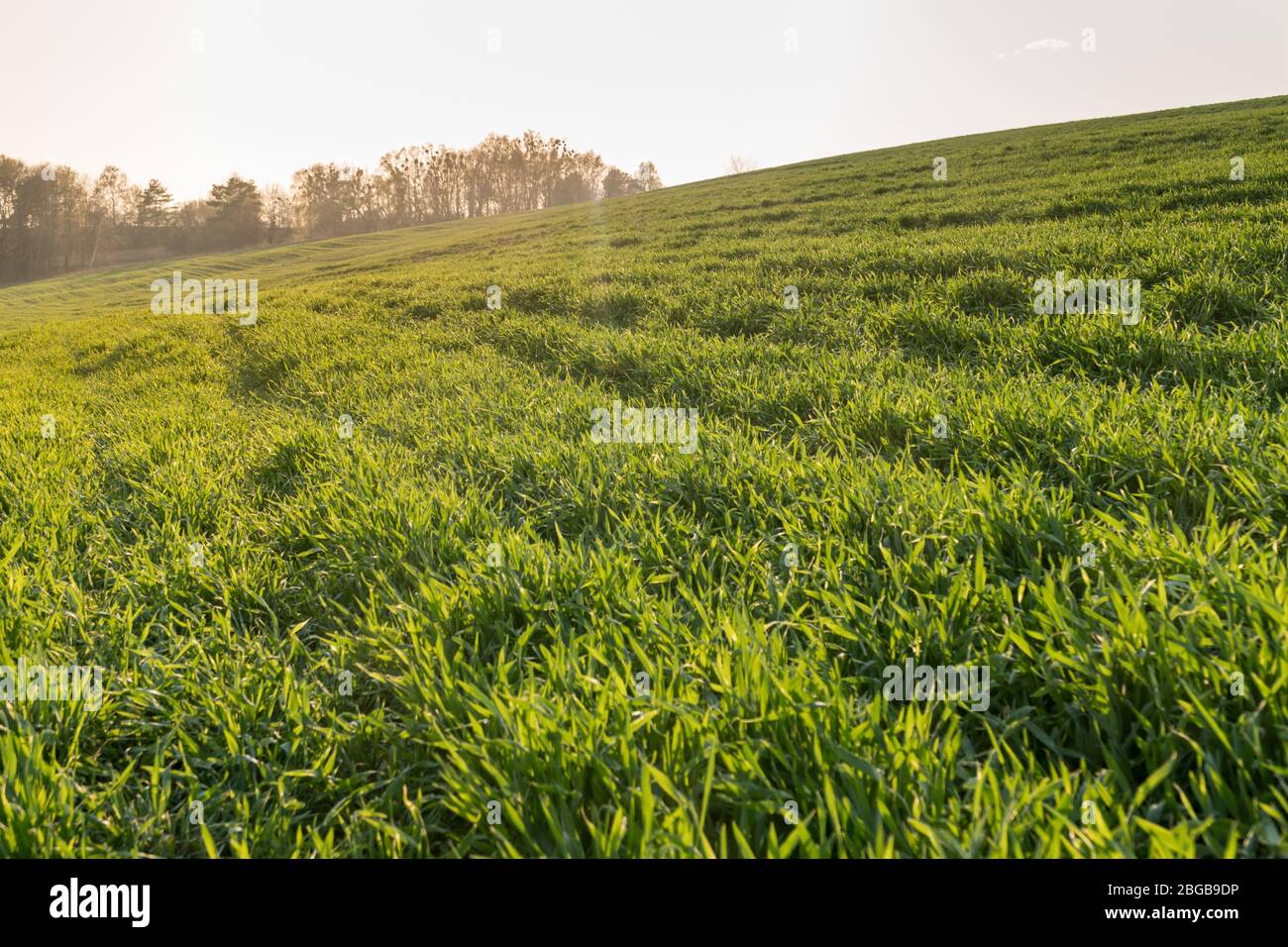 Vista panoramica del verde inverno campi coltivati in primavera. Concetto di industria agricola Foto Stock