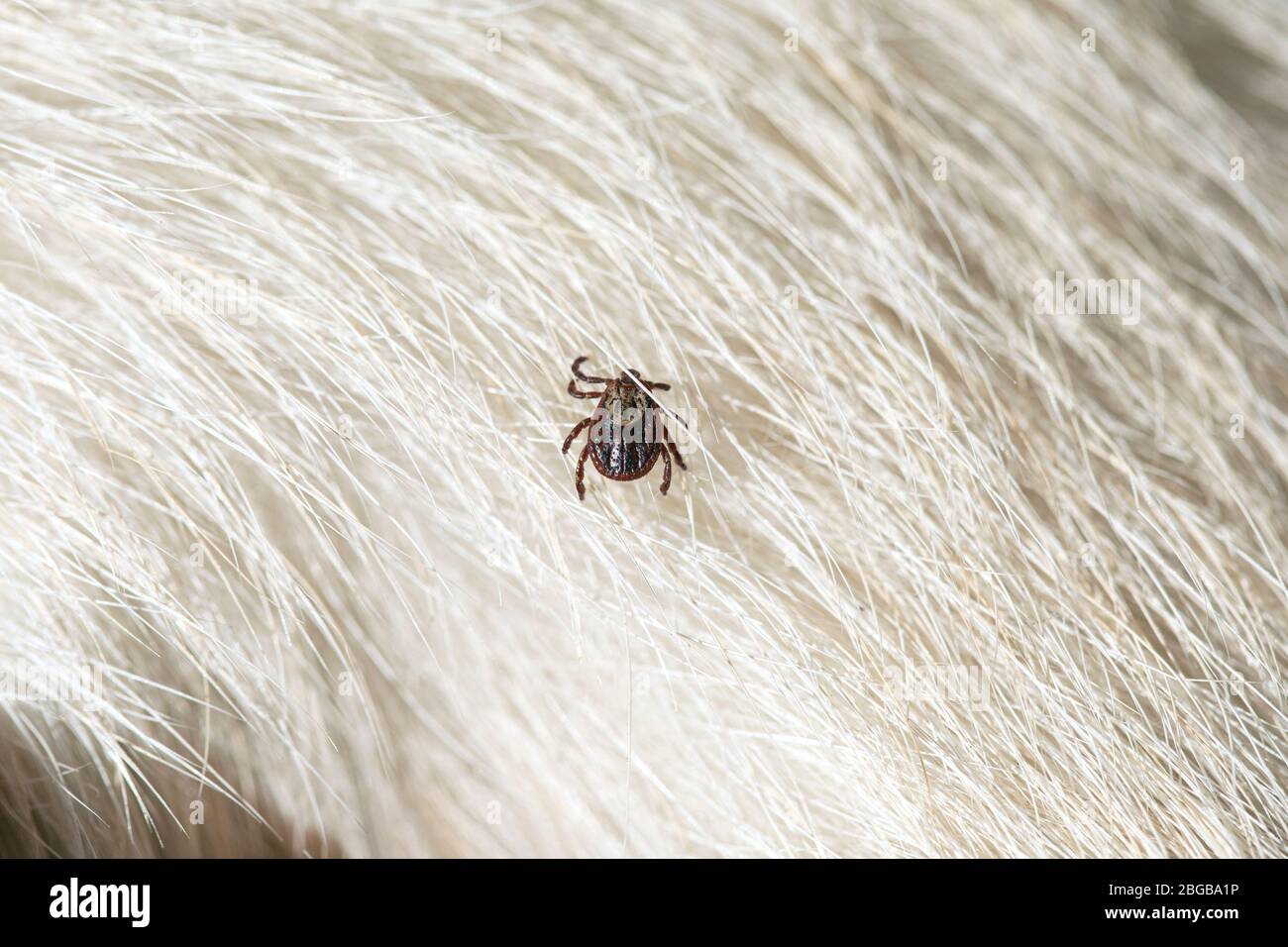 Encefalite zecca insetto strisciante su capelli animali. Ixodes ricinus o Dermacentor variabilis. Foto Stock