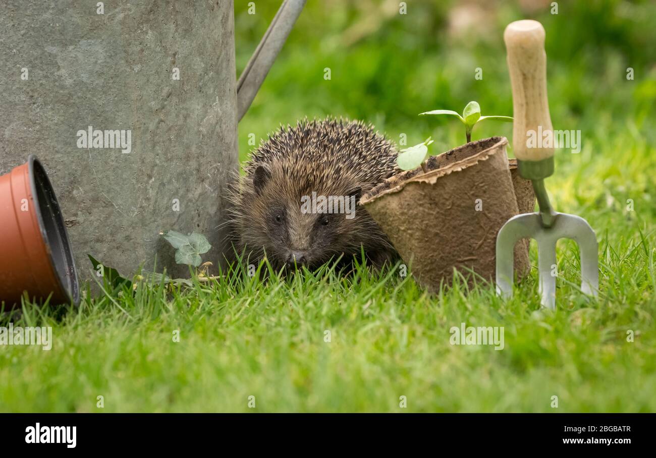 Hedgehog, (nome scientifico: Erinaceus Europaeus). Primo piano di un riccio selvaggio, nativo, europeo in primavera foraging nel giardino. Orizzontale Foto Stock