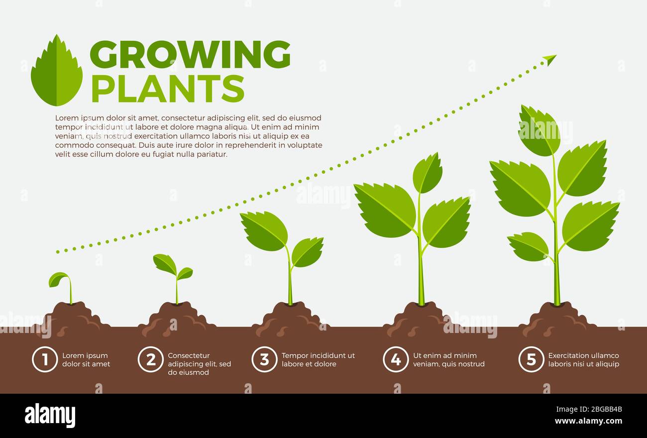 Passi differenti di piante crescenti. Illustrazione vettoriale in stile cartoon Illustrazione Vettoriale