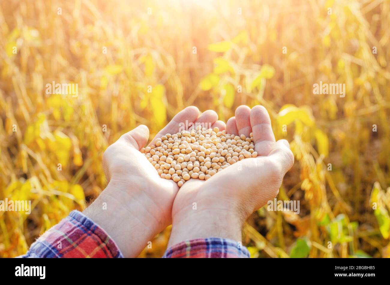 Manciata di semi di soia in agricoltore mani sul campo serata di sfondo tramonto Foto Stock