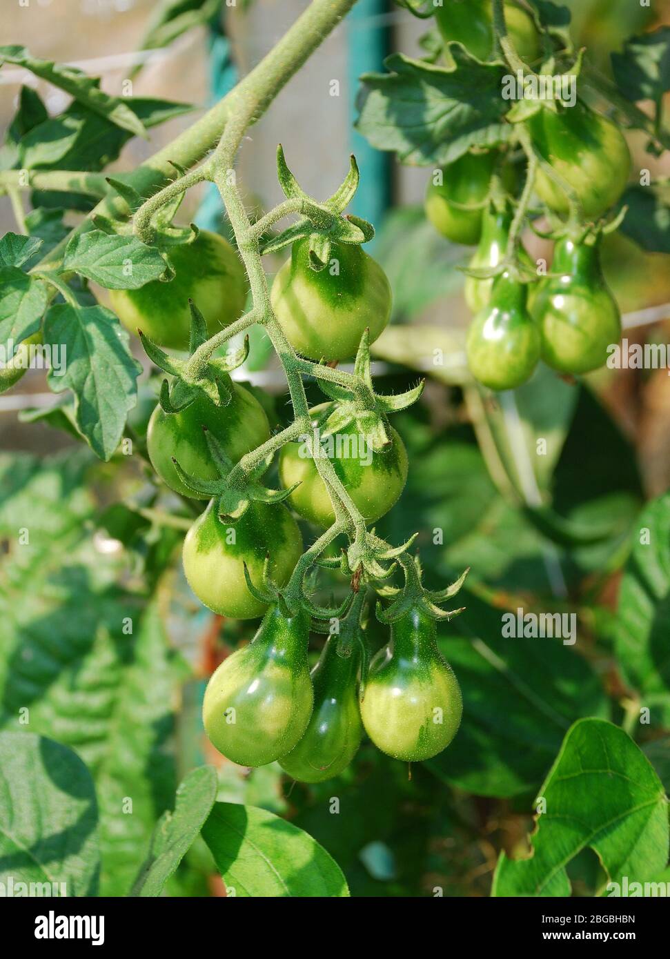 Pomodori di pera gialli non maturi, talvolta noti come Beam's Yellow Pear, che crescono su una vite a fine estate Foto Stock