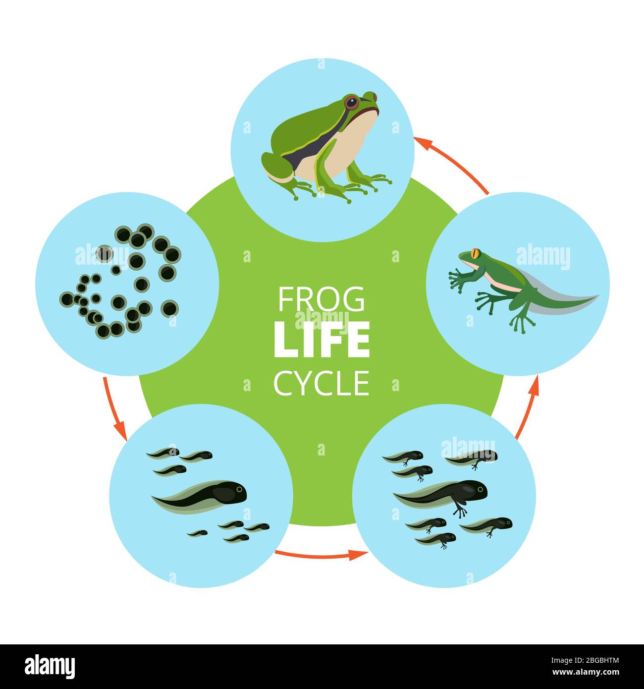 Natura illustrazioni infografiche del ciclo di vita della rana. Le immagini vettoriali della scuola isolano Illustrazione Vettoriale