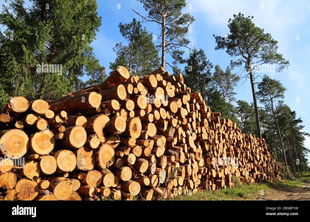 grande mucchio di legno in foresta di conifere Foto Stock