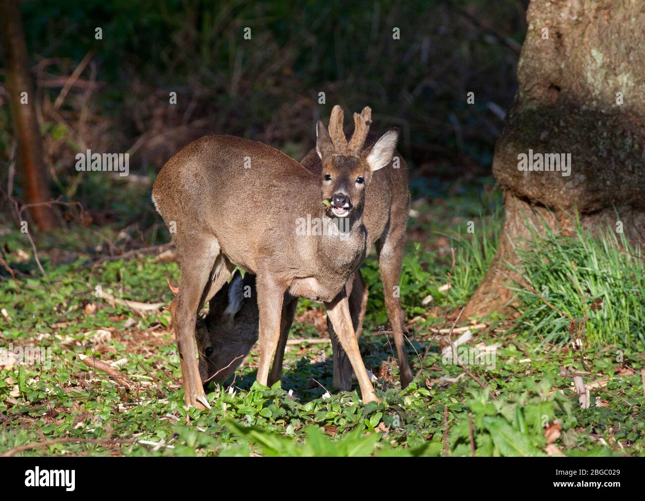 Edimburgo, Scozia, Regno Unito. 21 aprile 2020. Roe Deer (Bucks) foraggio in un bosco della città nella prima mattina luce naturale, uno sport natty testa di attrezzatura. Dalla famiglia Cervidae, il Roe è uno dei veri cervi delle Isole Britanniche, l'altro è il cervo Rosso. I loro registri risalgono a prima del periodo mesolitico (6000 a 10000 anni a.C.). Credit: Arch White/Alamy Live News Foto Stock